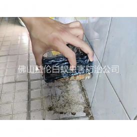 张槎诱杀白蚁危害工程